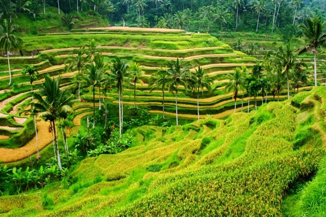 Download this Land For Sale Ubud Bali picture