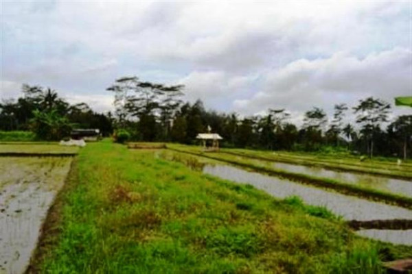 LAND IN Ubud, 35 ARES IN RICE WITH VIEW Sanding @ Rp 57 Mill / m2 – TJUB022