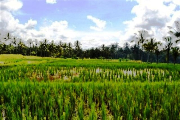 LAND IN Ubud, 27 ARES IN KELUSA, Tegalalang @ Rp 57 Mill / m2 – TJUB027