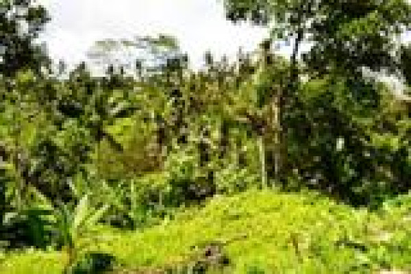 Land in Tegalalang Ubud, 26 ares ( 1 are = 100 m2 ) suitable for villa (TJUB042)