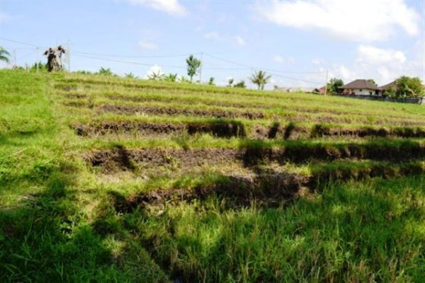 Land for sale in Canggu with Rice field view – TJCG003