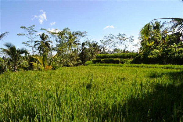 Land for sale in Ubud Tampaksiring, nice view near Presidential Pallace – TJUB004