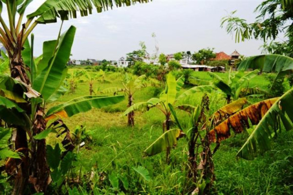 Land for sale in canggu near sentosa hotel – TJCG032