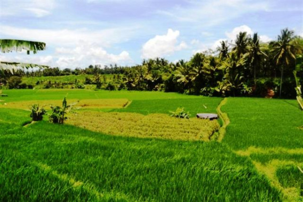 Land for sale in Ubud 5 – 35are  suitable for villa – TJUB054