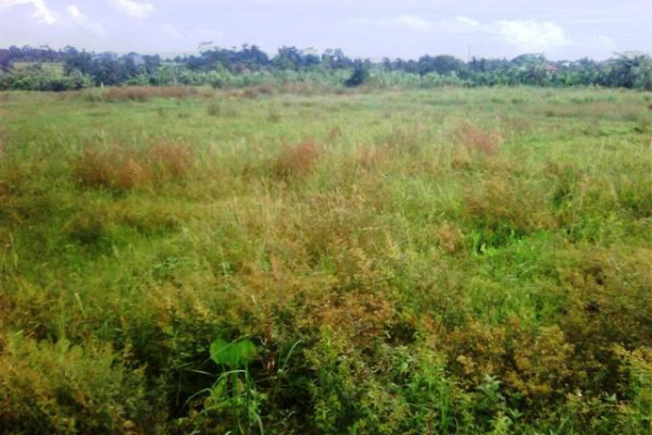 land for sale in Canggu 9000 sqm nice for villa – TJCG044