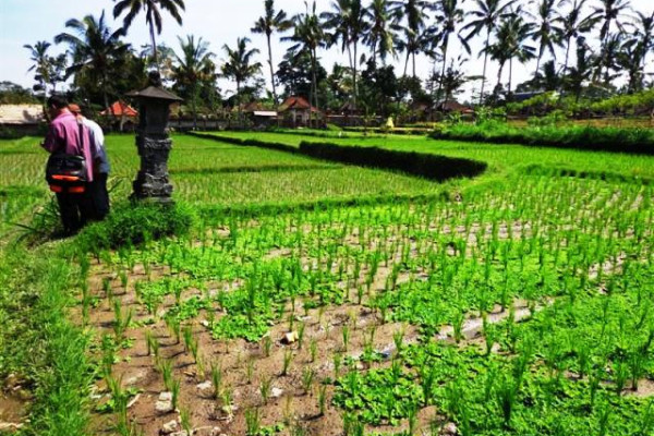 Land for sale in Ubud in Villa are with rice field view – TJUB087