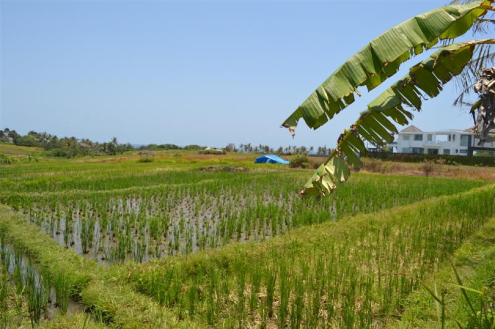 Beautiful Rice Fields Land For sale in Canggu – TJCG061