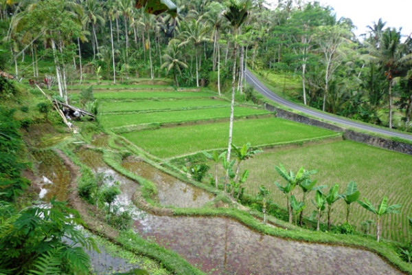 stunning view rice fields land for sale in Ubud Bali Cheap !!! – TJUB115