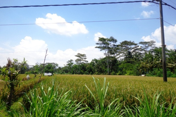 Stunning natural rice fields view Land for sale in Ubud – TJUB138