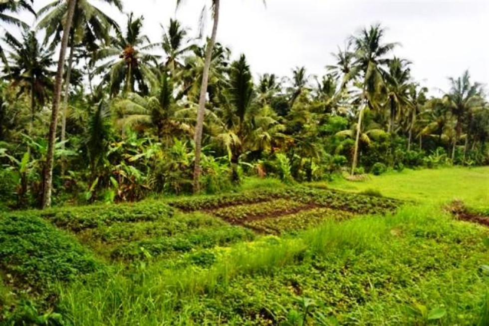 Land in Ubud, 60 ares @ Rp 335 mill / are with beautiful view in Katik Lantang – TJUB064