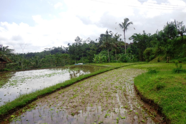 Land for sale in Ubud Bali jungle and river view in Tegalalang – LUB189