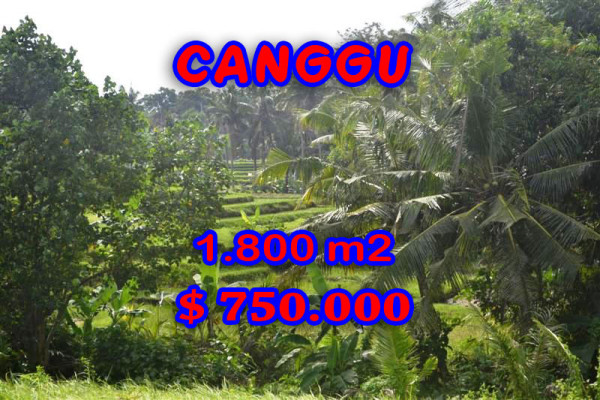 Land in Bali for sale, Great view in Canggu Bali – 1,800 m2 @ $ 417