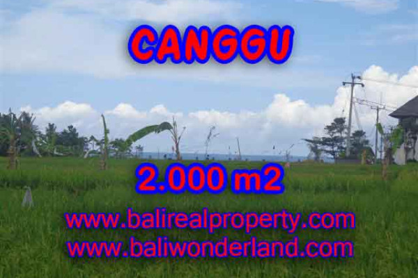 Astonishing Property in Bali, Land for sale in Canggu Bali – 2.000 m2 @ $ 600