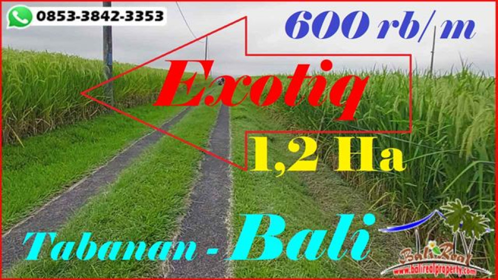 FOR SALE Exotic 12.000 m2 LAND IN Penebel Tabanan BALI TJTB598