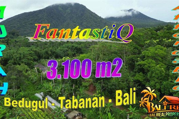 Exotic 3,100 m2 LAND FOR SALE IN Bedugul Tabanan BALI TJTB803