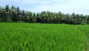 Land for sale in Canggu Bali