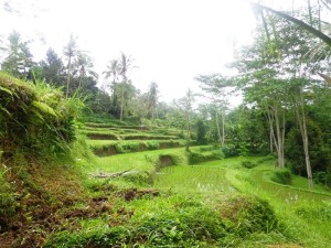 Ubud Land for sale in Bali