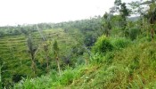 Land for sale in Ubud