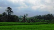 Land for sale in Tabanan Bali
