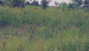 Land for SALE 700 m2 in Ubud, Bali - T1070