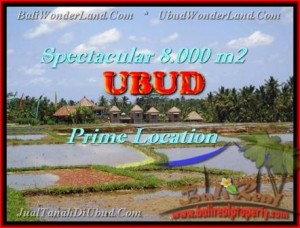 UBUD 8.000 m2 LAND FOR SALE TJUB441