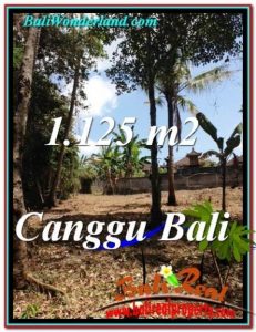 FOR SALE Affordable PROPERTY 1,125 m2 LAND IN CANGGU TJCG208