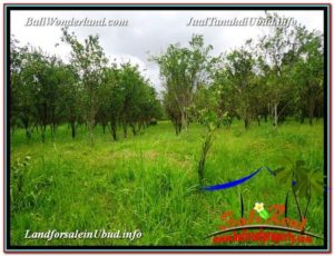 Exotic LAND IN UBUD FOR SALE TJUB593