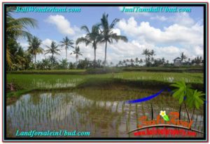 Magnificent PROPERTY LAND FOR SALE IN UBUD BALI TJUB621