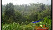 Exotic PROPERTY 5,800 m2 LAND SALE IN Ubud Tegalalang TJUB637