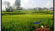 FOR SALE Magnificent PROPERTY 1,500 m2 LAND IN UBUD TEGALALANG TJUB667