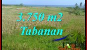 Beautiful PROPERTY 3,750 m2 LAND IN TABANAN FOR SALE TJTB382