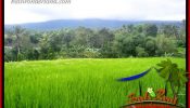 Beautiful Property Land for sale in Tabanan Bali TJTB415