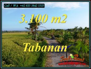 Beautiful 3,100 m2 LAND SALE IN SELEMADEG TABANAN BALI TJTB496