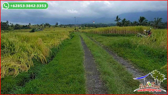 Affordable PROPERTY LAND FOR SALE IN Penebel Tabanan TJTB624