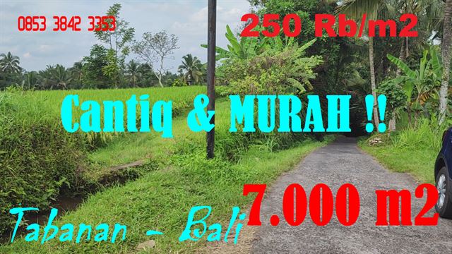 Affordable 7,000 m2 LAND SALE IN Penebel Tabanan BALI TJTB626