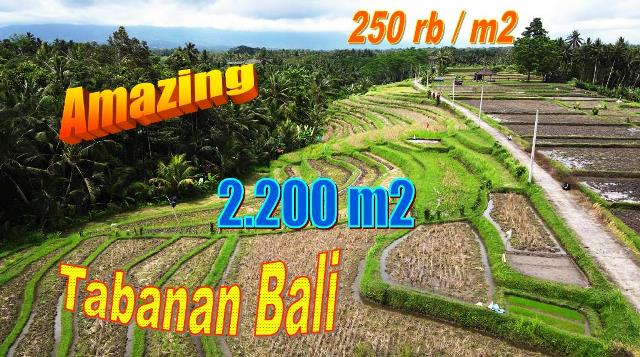 Affordable 2,200 m2 LAND IN Marga Tabanan BALI FOR SALE TJTB695