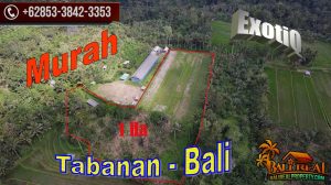 Pupuan Tabanan BALI 10,000 m2 LAND FOR SALE TJTB726