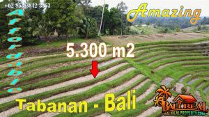 FOR SALE 5,300 m2 LAND IN Penebel, Tabanan TJTB767