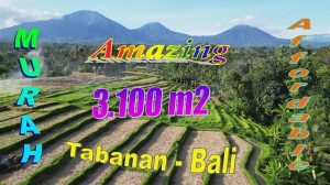 Cheap property 3,100 m2 LAND FOR SALE IN TABANAN TJTB788