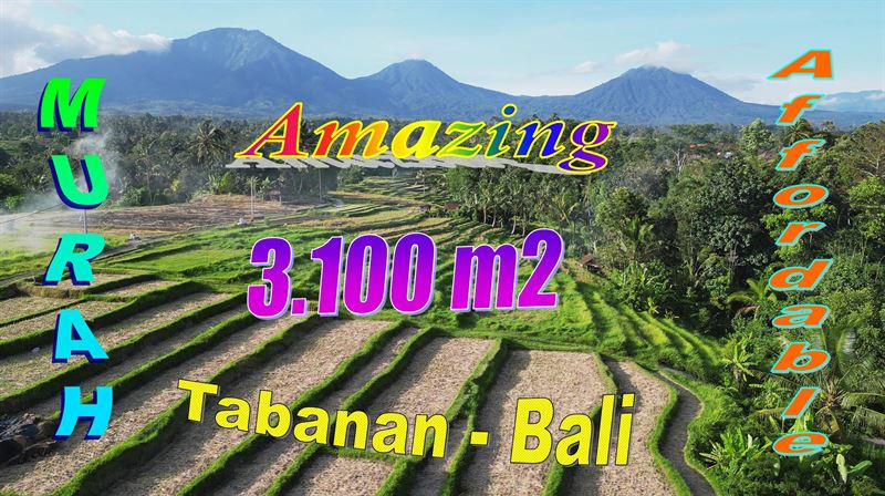 FOR SALE Beautiful 3,100 m2 LAND IN Penebel Tabanan BALI TJTB788